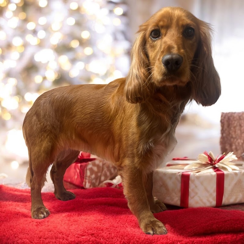 Hands On Hounds dog grooming Crawley — dog groomers