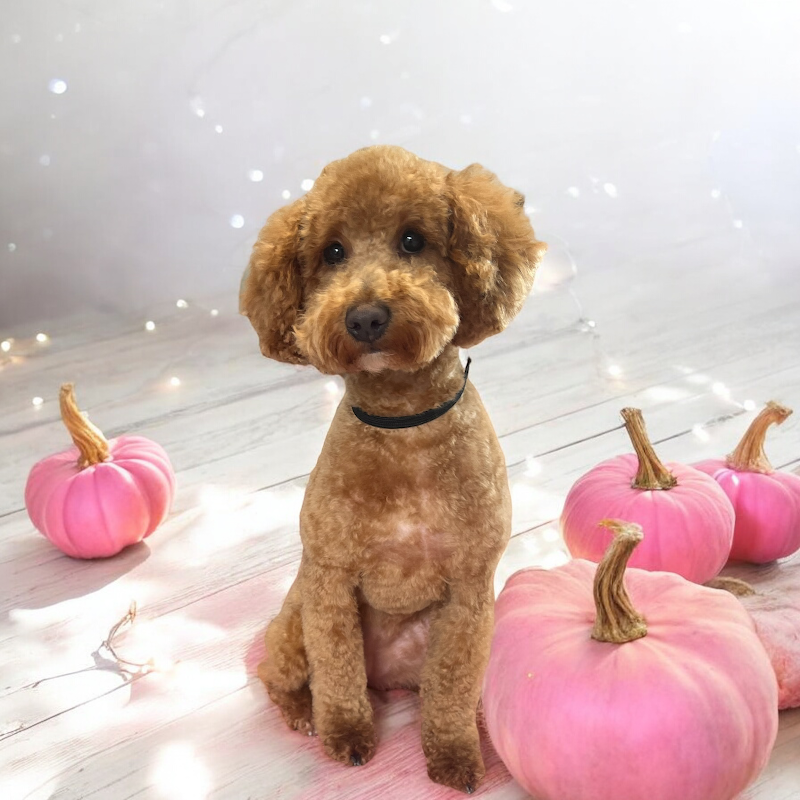 Hands On Hounds dog grooming Crawley photo 2