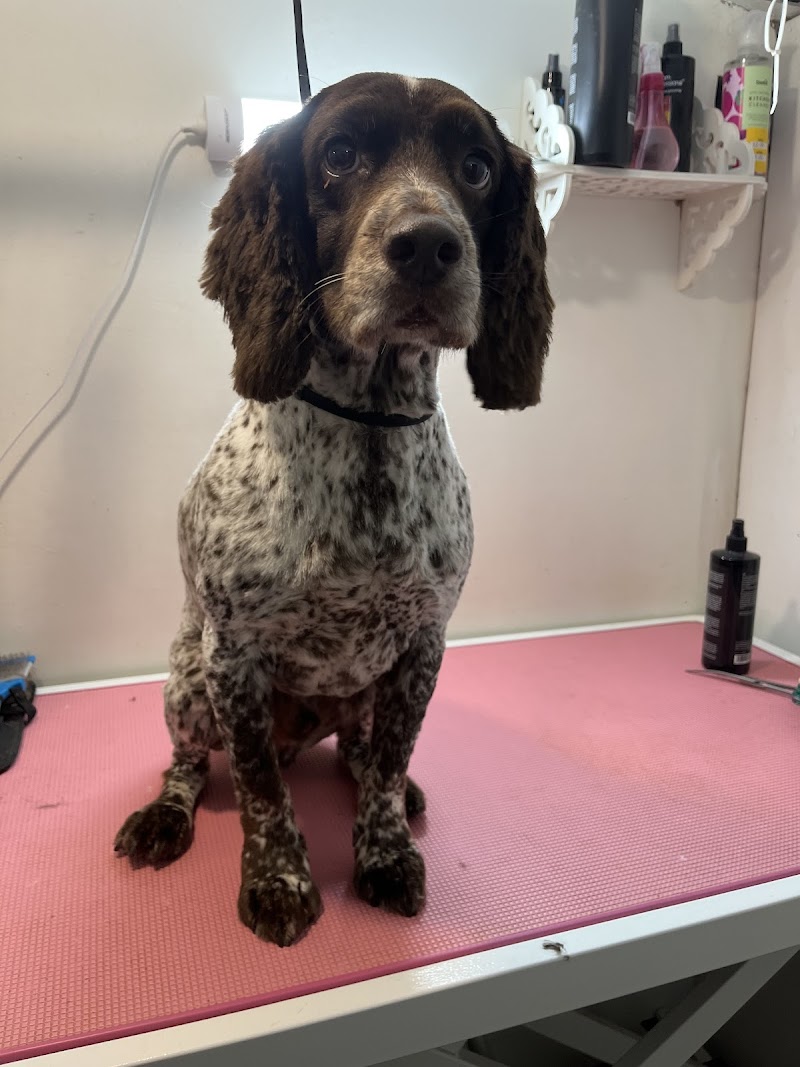 Hands On Hounds dog grooming Crawley photo 3