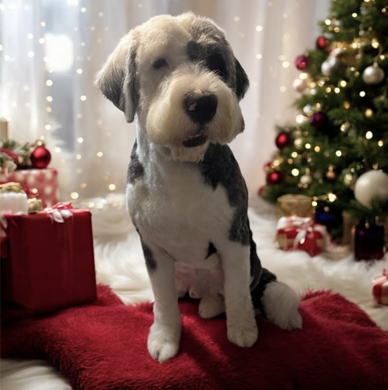 Hands On Hounds dog grooming Crawley photo 4